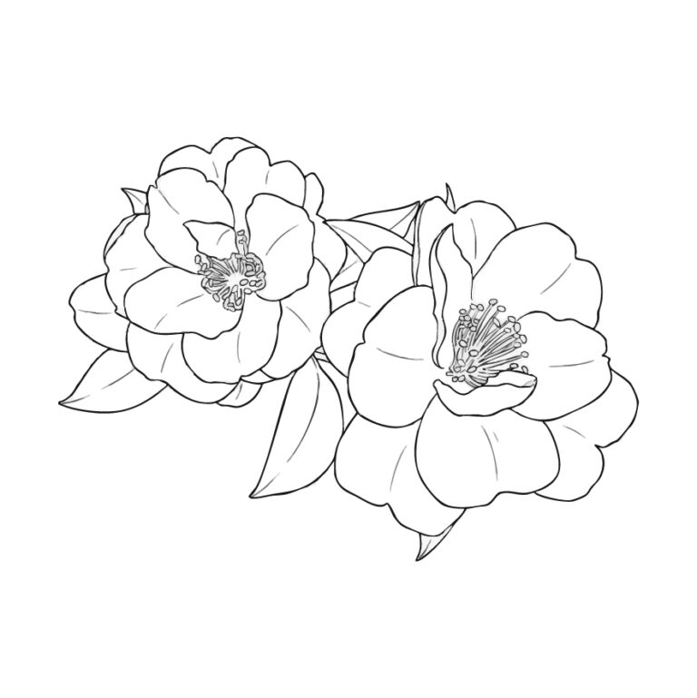 サザンカの無料塗り絵イラスト（知育・高齢者レク用）