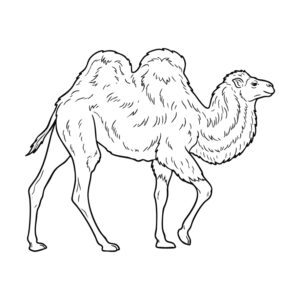 ラクダの無料塗り絵イラスト（知育・高齢者レク用）