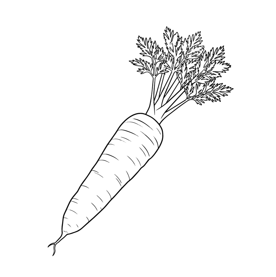 人参（ニンジン）の塗り絵