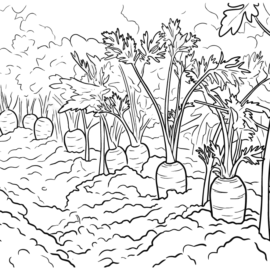 人参（ニンジン）の塗り絵