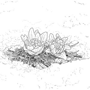 ふきのとうの無料塗り絵イラスト（知育・高齢者レク用）