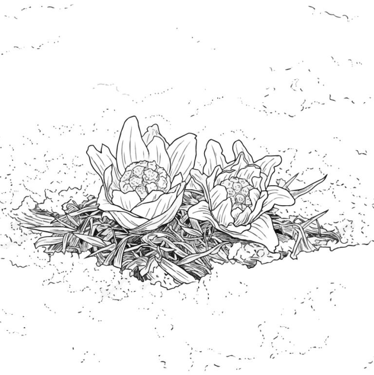ふきのとうの無料塗り絵イラスト（知育・高齢者レク用）