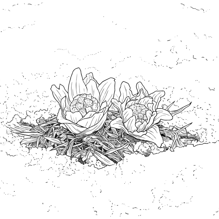 ふきのとうの塗り絵