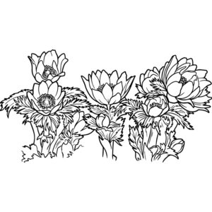 福寿草（フクジュソウ）の無料塗り絵イラスト（知育・高齢者レク用）