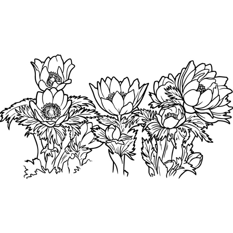 福寿草（フクジュソウ）の無料塗り絵イラスト（知育・高齢者レク用）