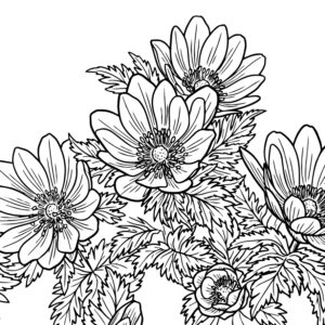 福寿草２の無料塗り絵イラスト（知育・高齢者レク用）