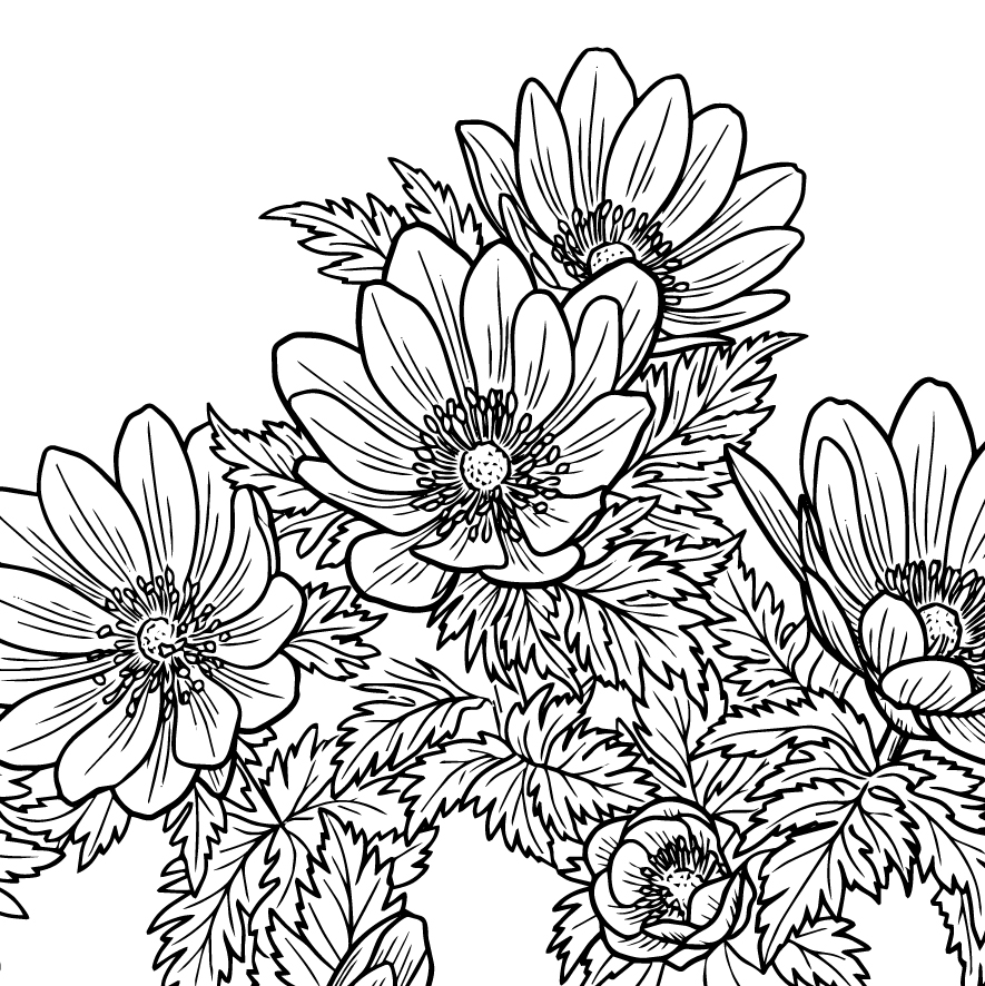 福寿草（フクジュソウ）の塗り絵