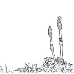 つくし２の無料塗り絵イラスト（知育・高齢者レク用）
