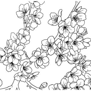 桃（桃の花）の無料塗り絵イラスト（知育・高齢者レク用）