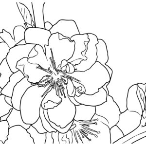 桃の花２の無料塗り絵イラスト（知育・高齢者レク用）