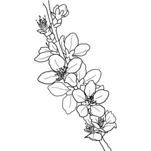 桃の花３の無料塗り絵イラスト（知育・高齢者レク用）