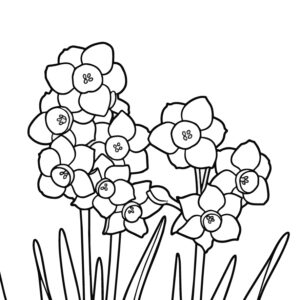 水仙（スイセン）の無料塗り絵イラスト（知育・高齢者レク用）
