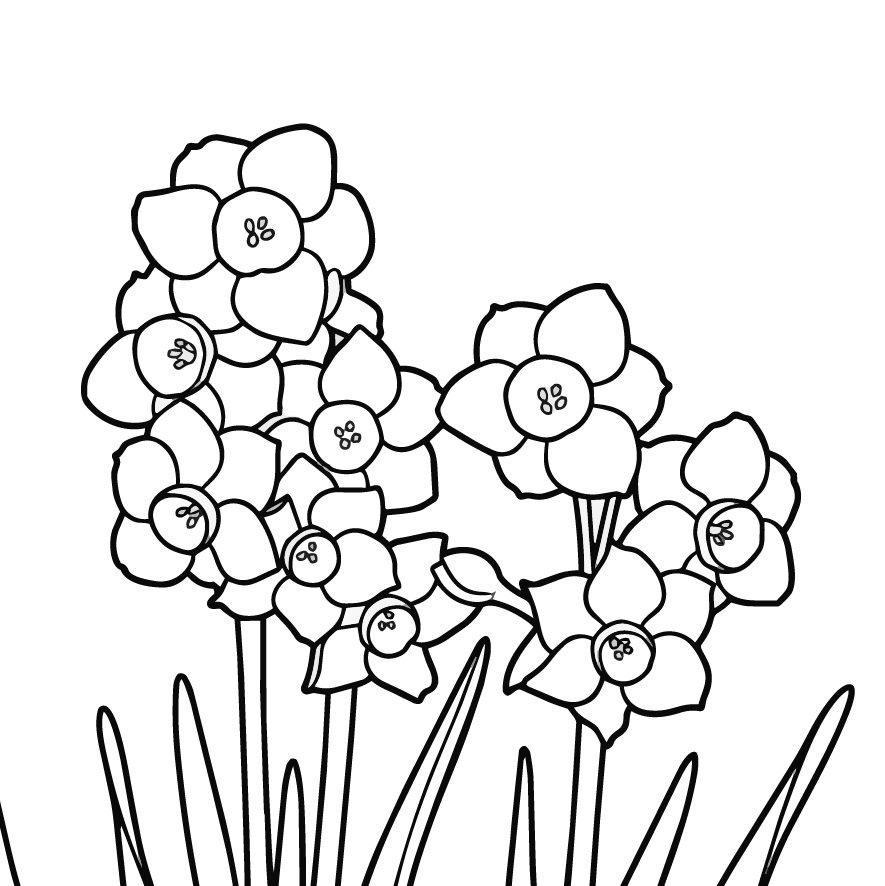 水仙（スイセン）の塗り絵