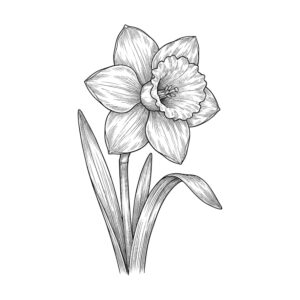スイセン２の無料塗り絵イラスト（知育・高齢者レク用）