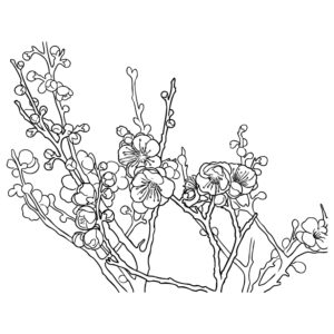 Free printable Plum blossom coloring page