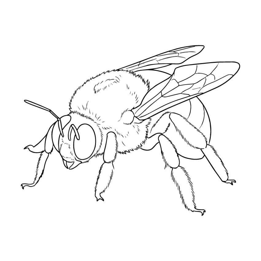 クマバチ（キムネクマバチ）の塗り絵