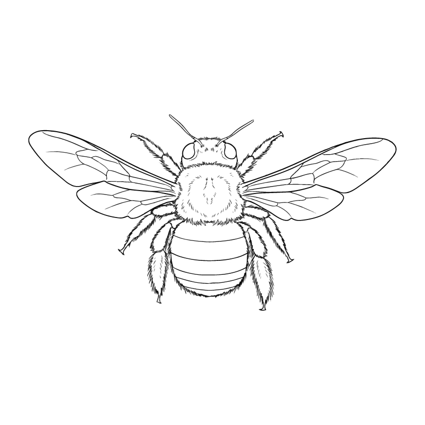 クマバチ（キムネクマバチ）の塗り絵