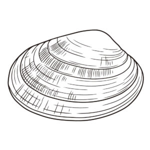 アサリ　１つの無料塗り絵イラスト（知育・高齢者レク用）