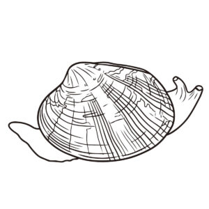 水管を出しているアサリの無料塗り絵イラスト（知育・高齢者レク用）