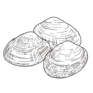 アサリ　３つの無料塗り絵イラスト（知育・高齢者レク用）