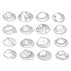 アサリ（浅利/鯏）の無料塗り絵イラスト（知育・高齢者レク用）