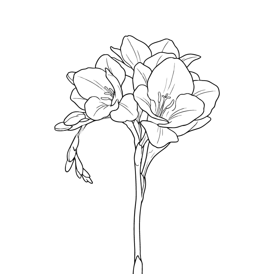 フリージアの塗り絵