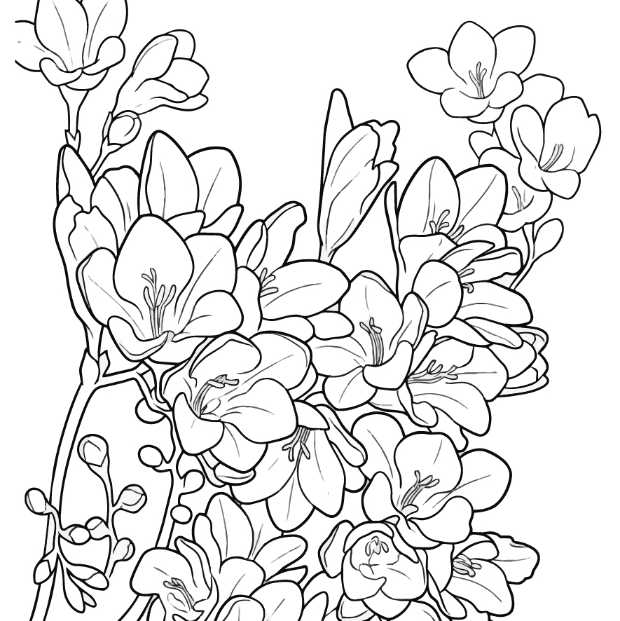 フリージアの塗り絵