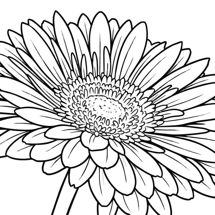 ガーベラ どアップ