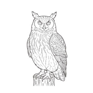 アメリカワシミミズクの無料塗り絵イラスト（知育・高齢者レク用）