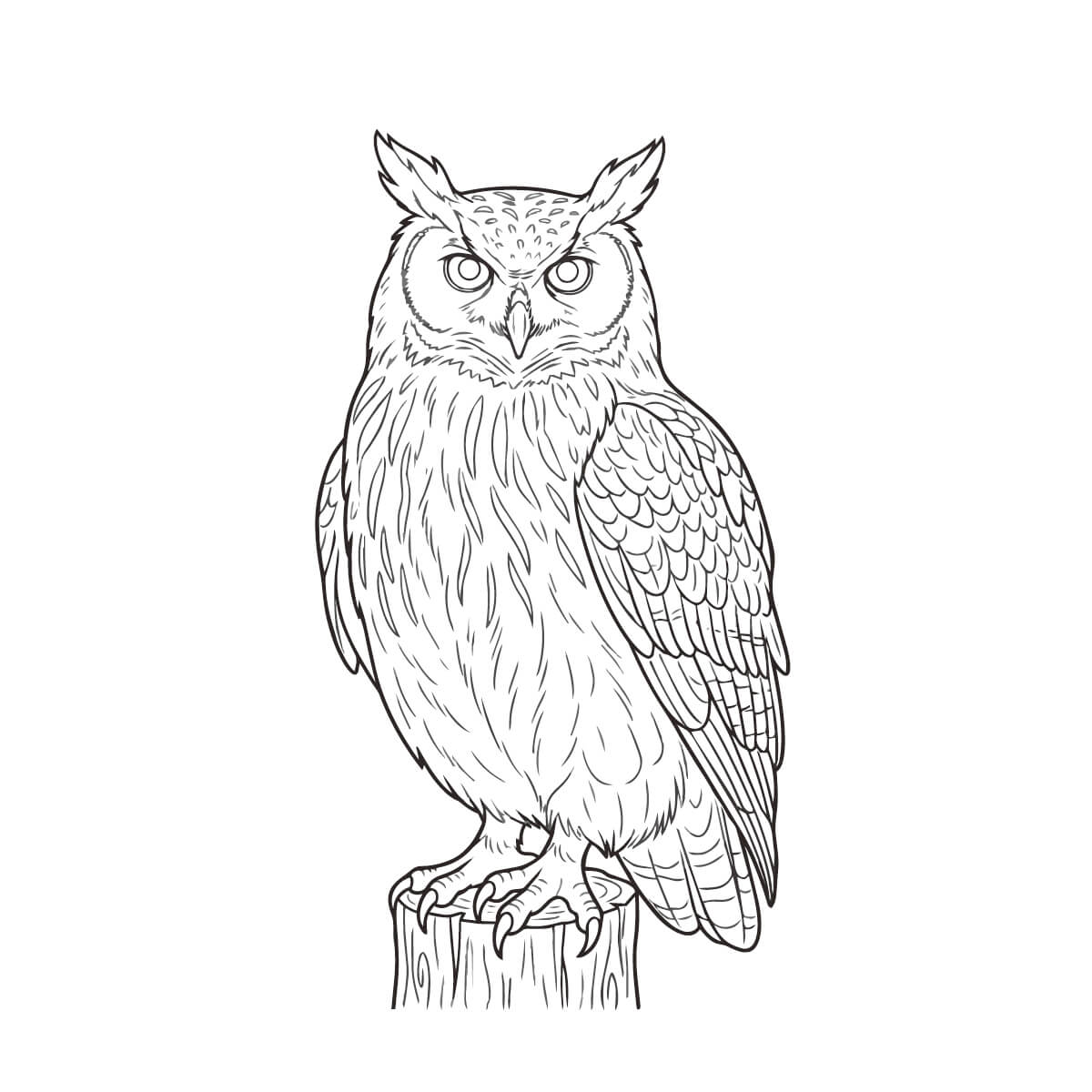 アメリカワシミミズクの塗り絵