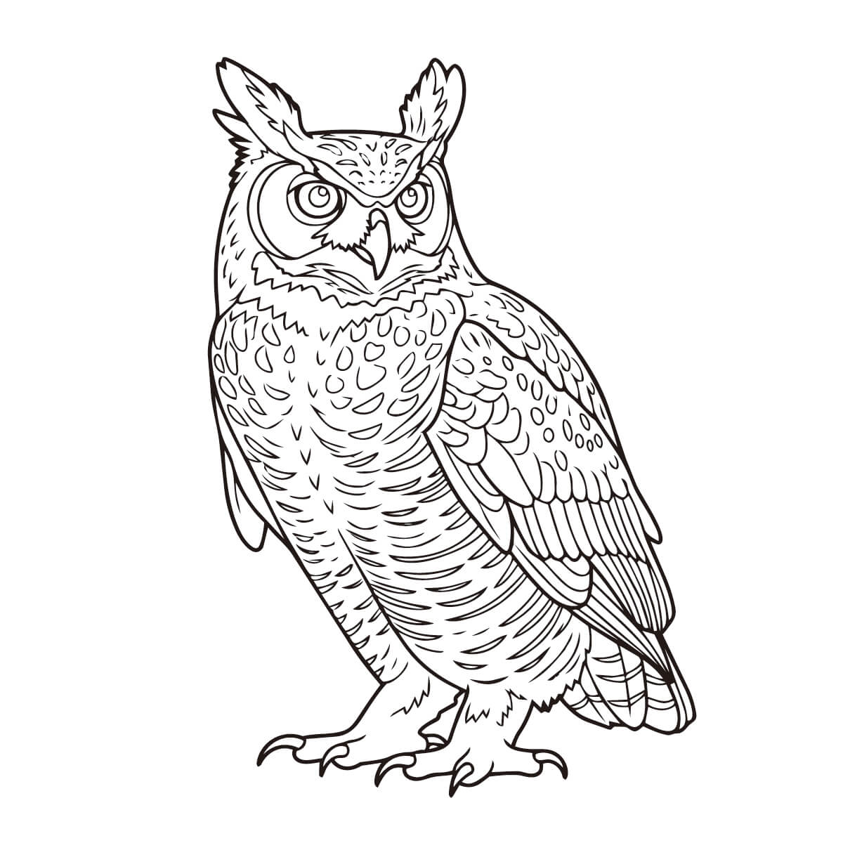 アメリカワシミミズク２