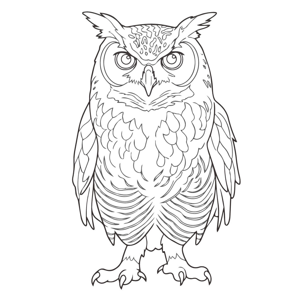 アメリカワシミミズクの塗り絵