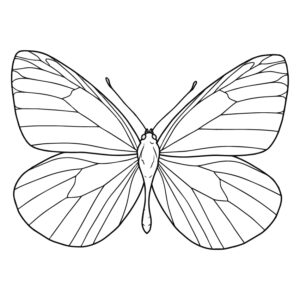 Free printable Green-veined white coloring page