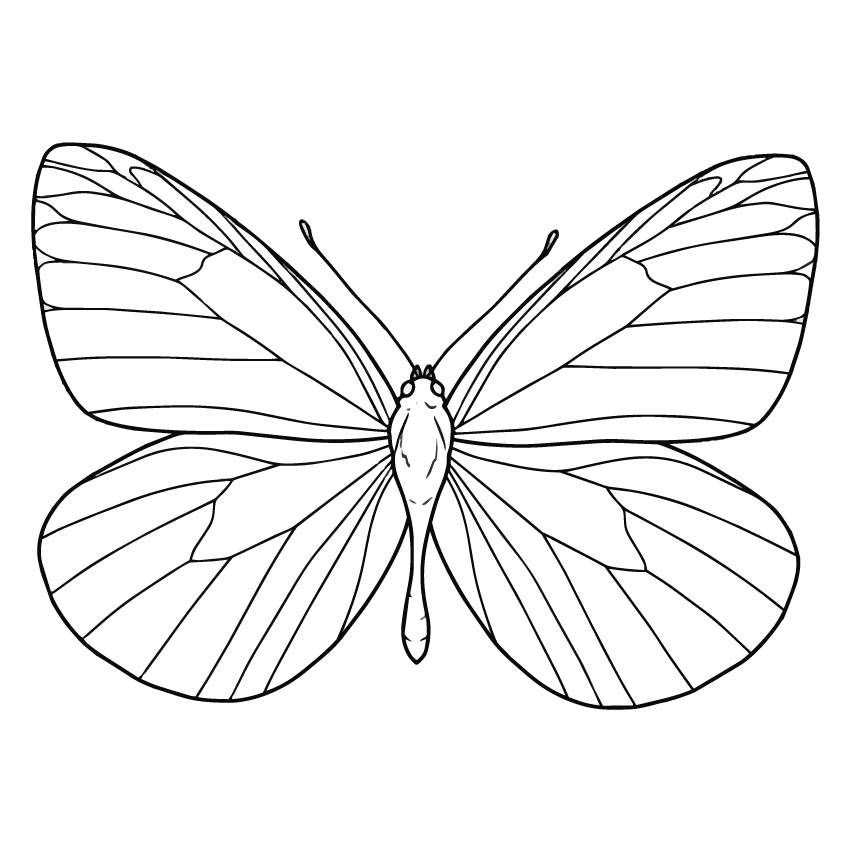 スジグロシロチョウの塗り絵