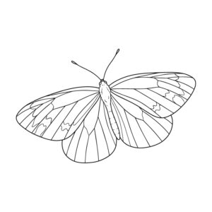 スジグロシロチョウ２の無料塗り絵イラスト（知育・高齢者レク用）
