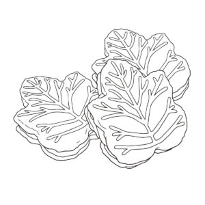 メープルクッキーの無料塗り絵イラスト（知育・高齢者レク用）
