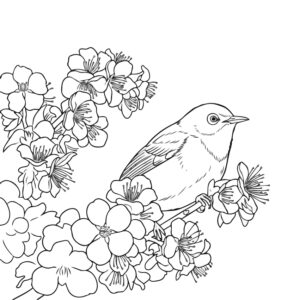 メジロの無料塗り絵イラスト（知育・高齢者レク用）