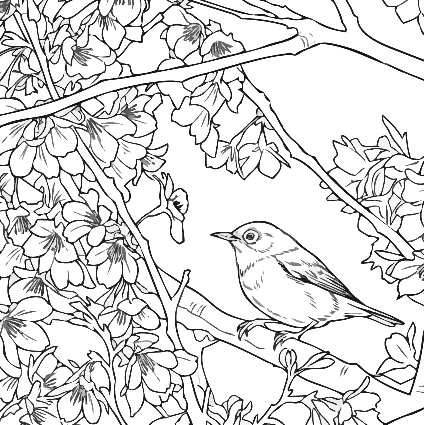 メジロの塗り絵