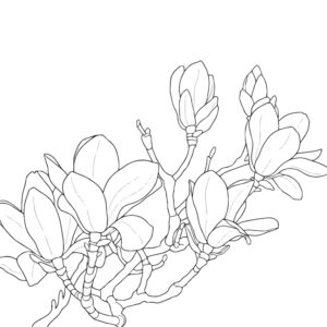 木蓮２の無料塗り絵イラスト（知育・高齢者レク用）