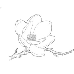 木蓮３の無料塗り絵イラスト（知育・高齢者レク用）