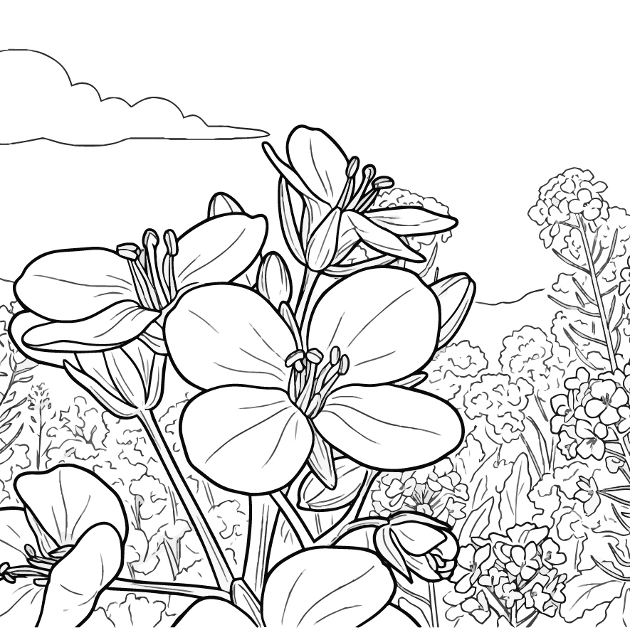 菜の花の塗り絵