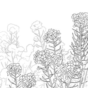 菜の花２の無料塗り絵イラスト（知育・高齢者レク用）