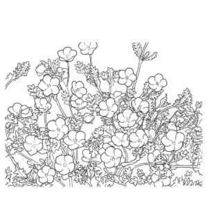 沢山のネモフィラの無料塗り絵イラスト（知育・高齢者レク用）
