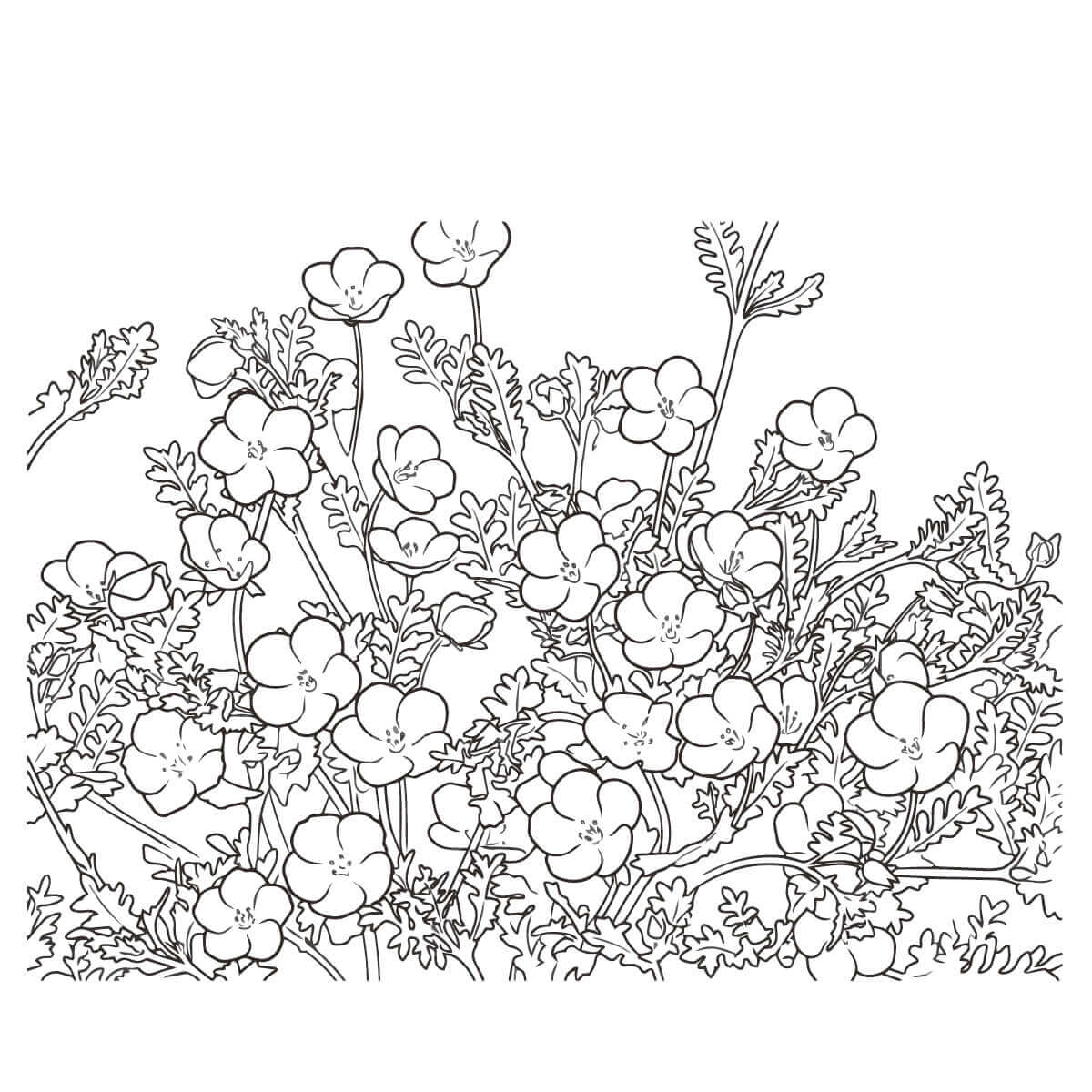 ネモフィラの塗り絵