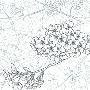 桜の無料塗り絵イラスト（知育・高齢者レク用）