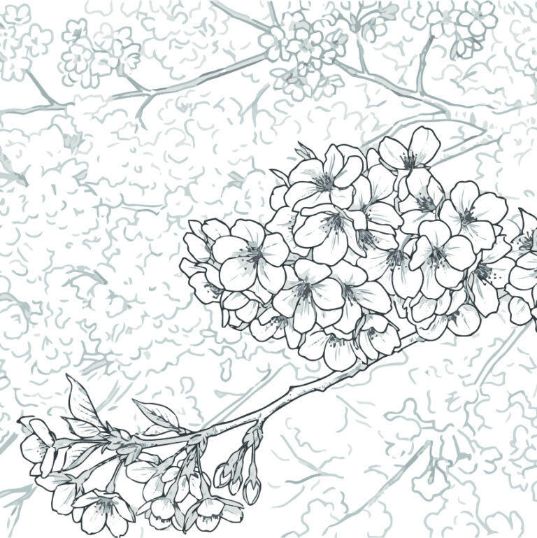 Free printable Cherry blossom coloring page