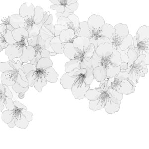 Free printable Cherry Blossoms 2 coloring page