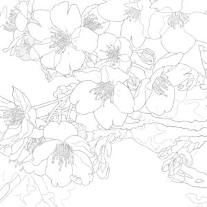Free printable Cherry blossoms 3 coloring page