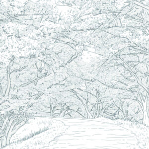 Free printable Cherry blossoms 5 coloring page