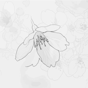 Free printable Cherry Blossoms 6 coloring page